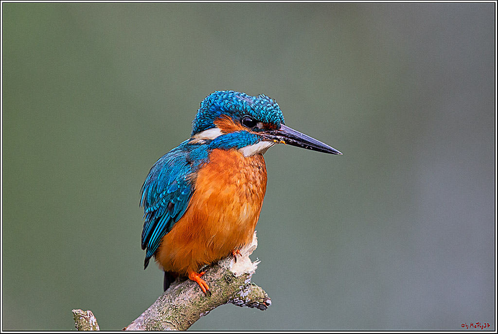 Eisvogel, Portrait, Wildlife