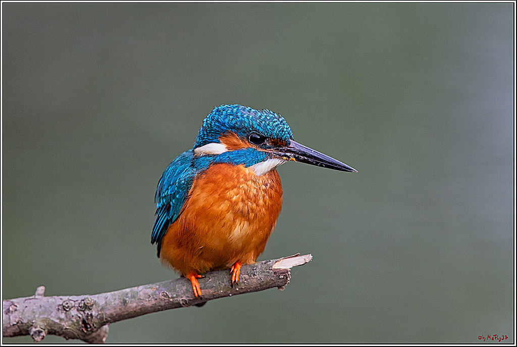 Eisvogel, Portrait, Wildlife