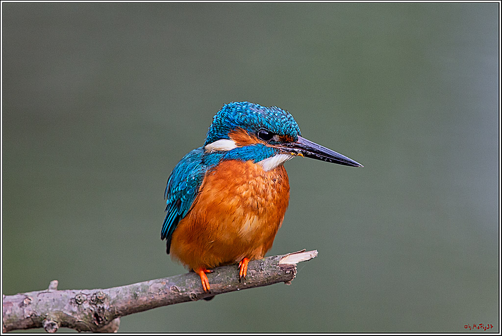Eisvogel, Portrait, Wildlife