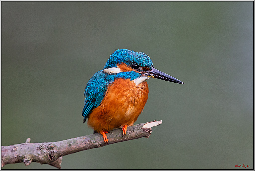 Eisvogel, Portrait, Wildlife