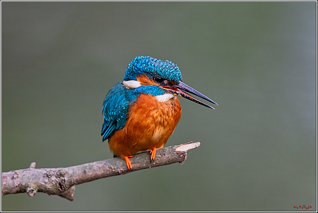 Eisvogel, Portrait, Wildlife