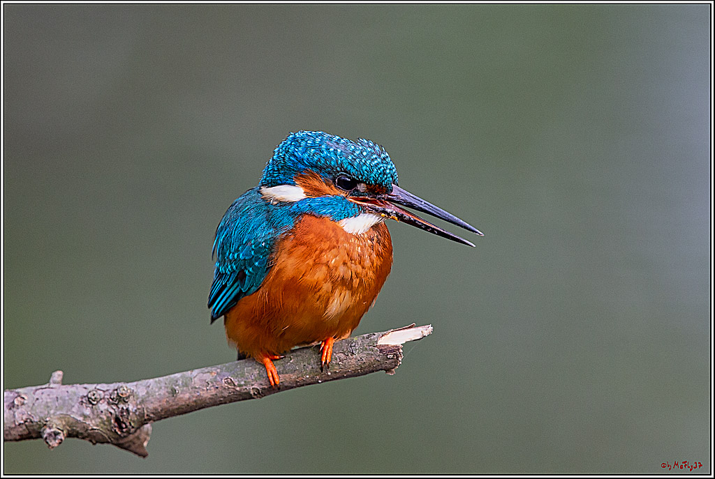 Eisvogel, Portrait, Wildlife
