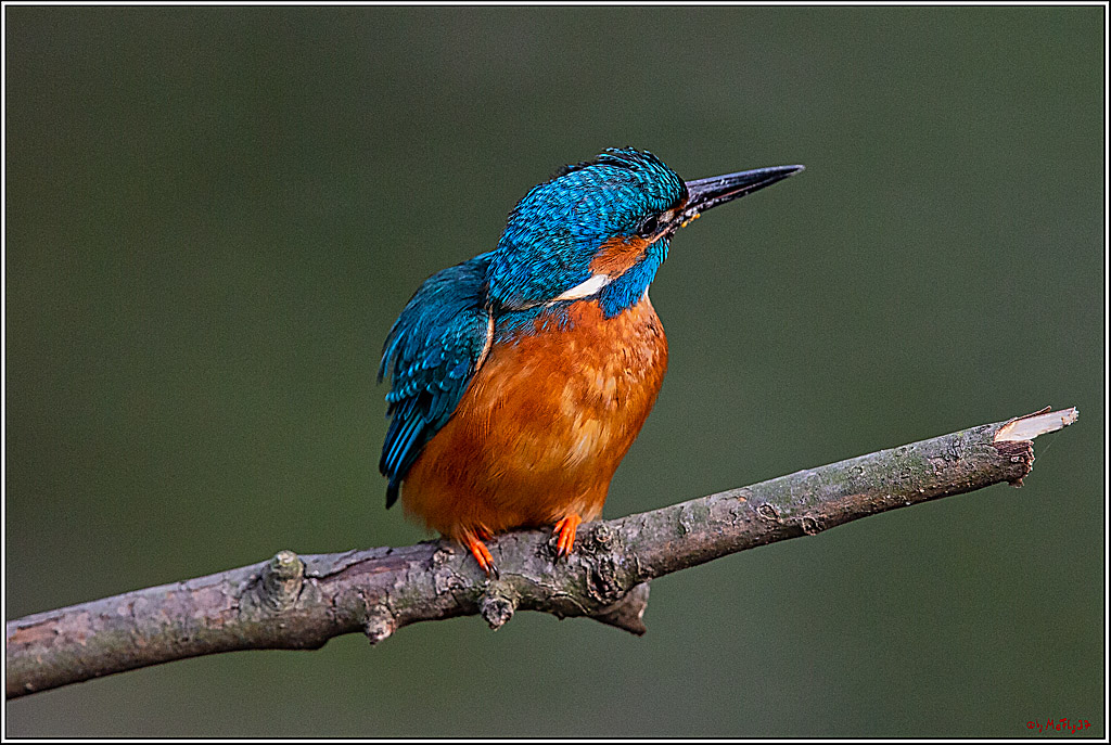 Eisvogel, Portrait, Wildlife