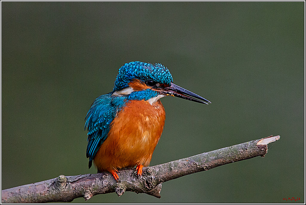 Eisvogel, Portrait, Wildlife