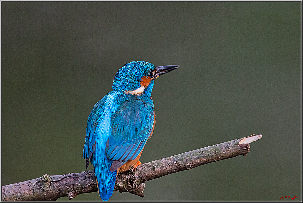 Eisvogel, Portrait, Wildlife