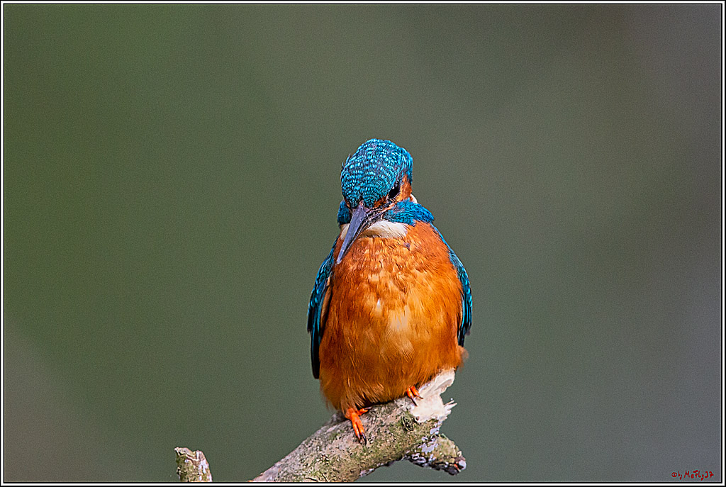 Eisvogel, Portrait, Wildlife