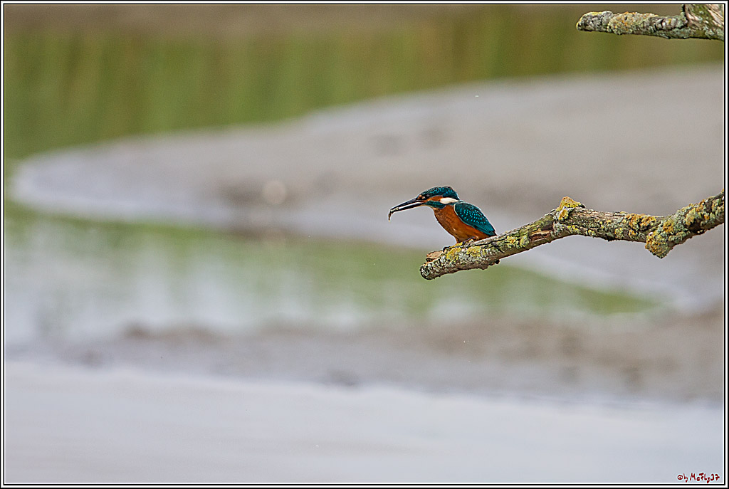 Eisvogel, Portrait, Wildlife