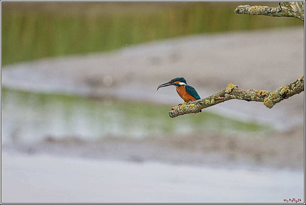 Eisvogel, Portrait, Wildlife