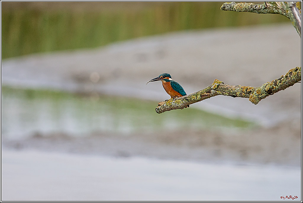 Eisvogel, Portrait, Wildlife