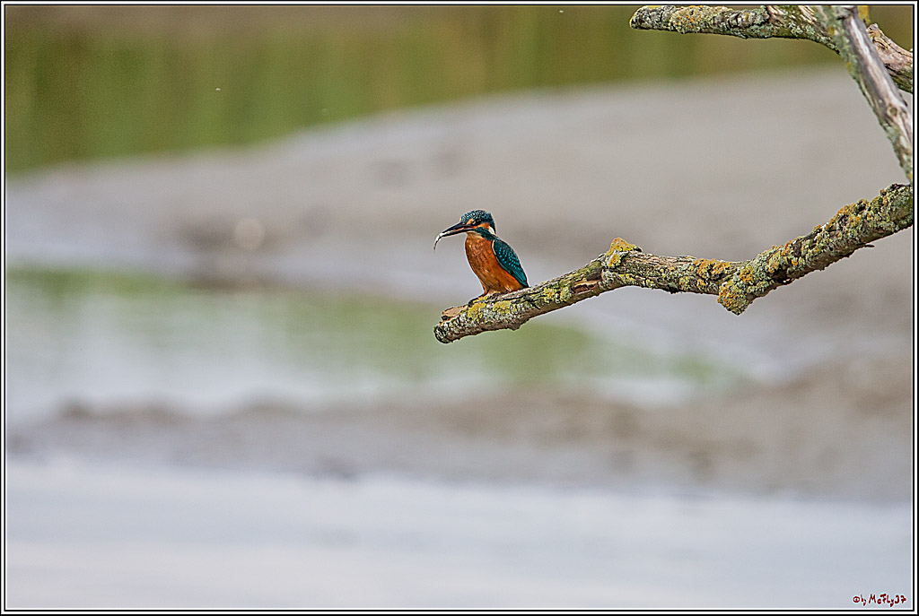 Eisvogel, Portrait, Wildlife