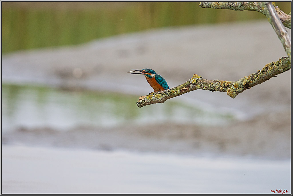 Eisvogel, Portrait, Wildlife