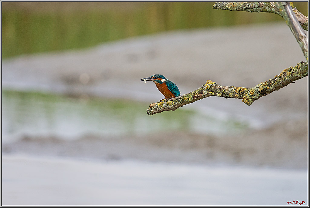 Eisvogel, Portrait, Wildlife