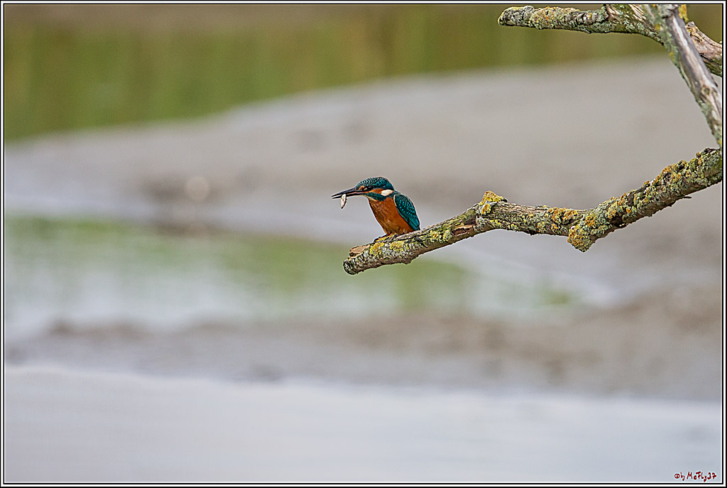 Eisvogel, Portrait, Wildlife