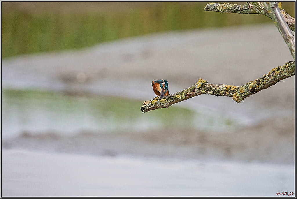 Eisvogel, Portrait, Wildlife