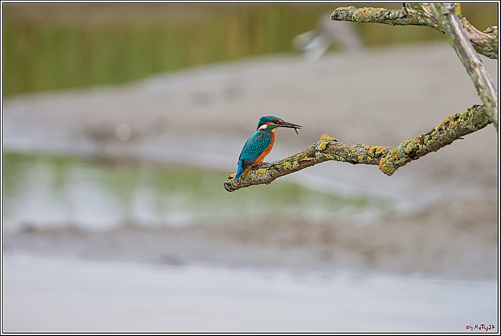 Eisvogel, Portrait, Wildlife