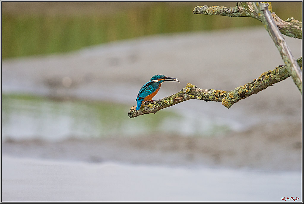 Eisvogel, Portrait, Wildlife