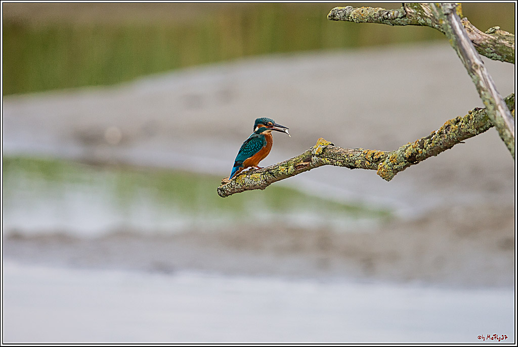 Eisvogel, Portrait, Wildlife