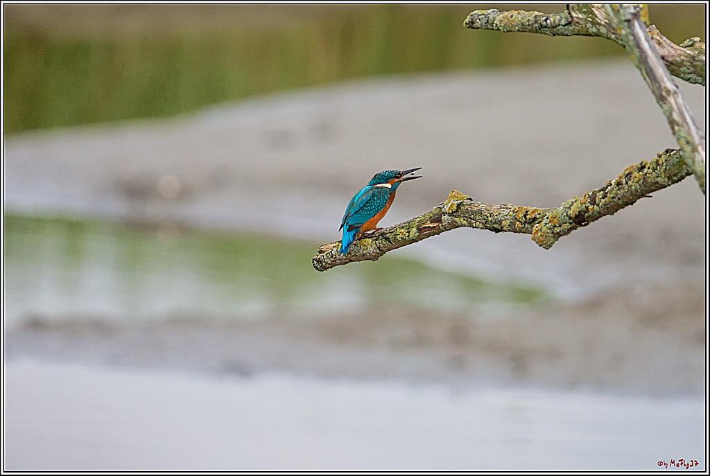 Eisvogel, Portrait, Wildlife