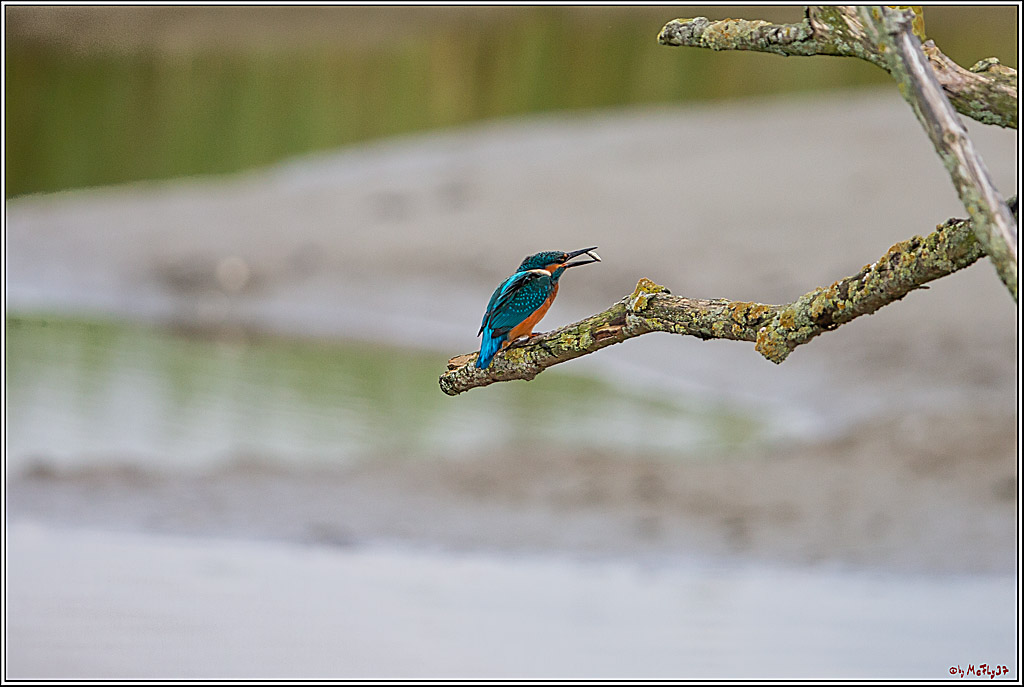 Eisvogel, Portrait, Wildlife