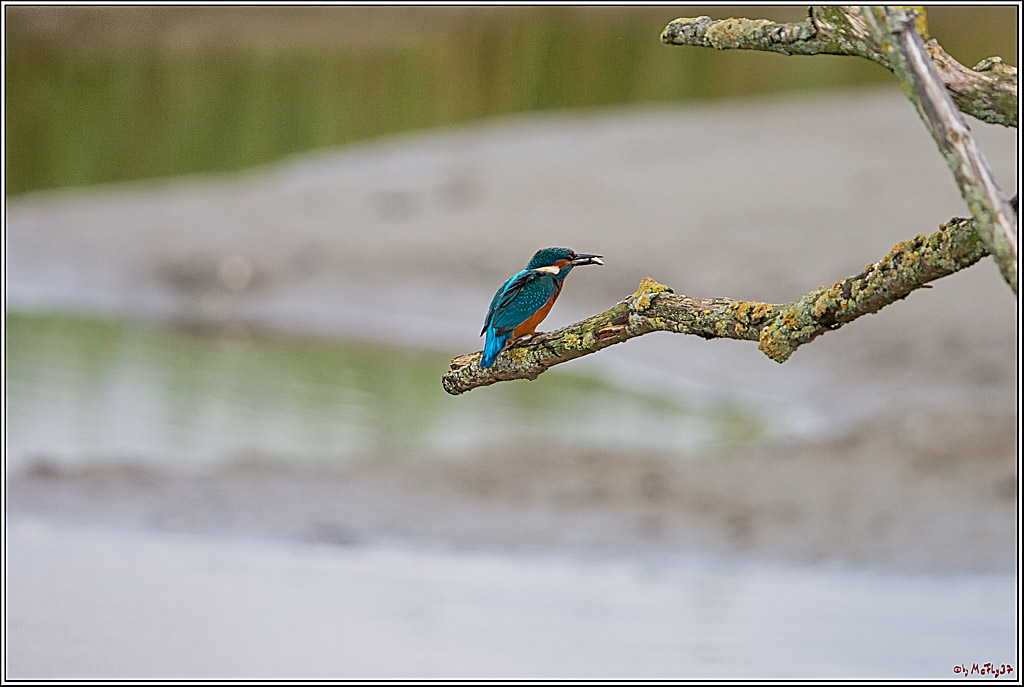 Eisvogel, Portrait, Wildlife