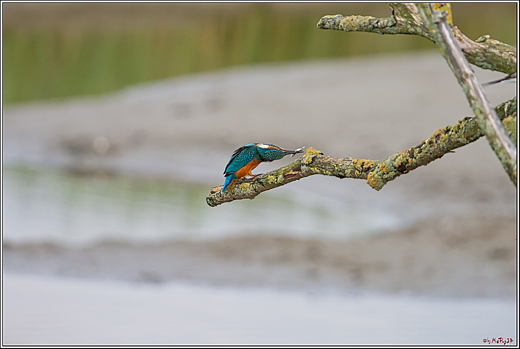 Eisvogel, Portrait, Wildlife