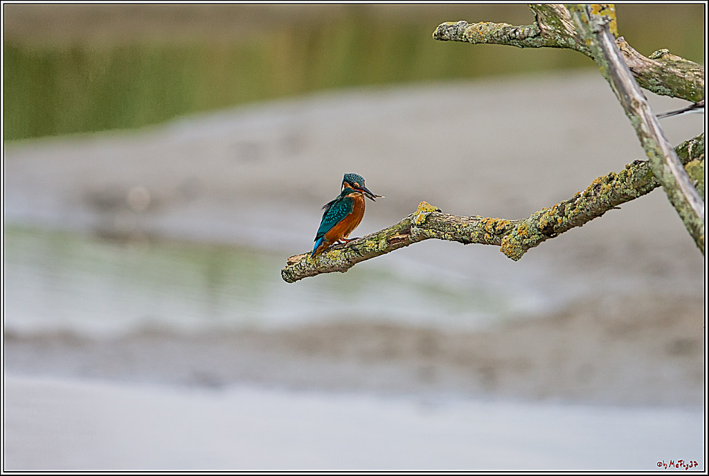 Eisvogel, Portrait, Wildlife