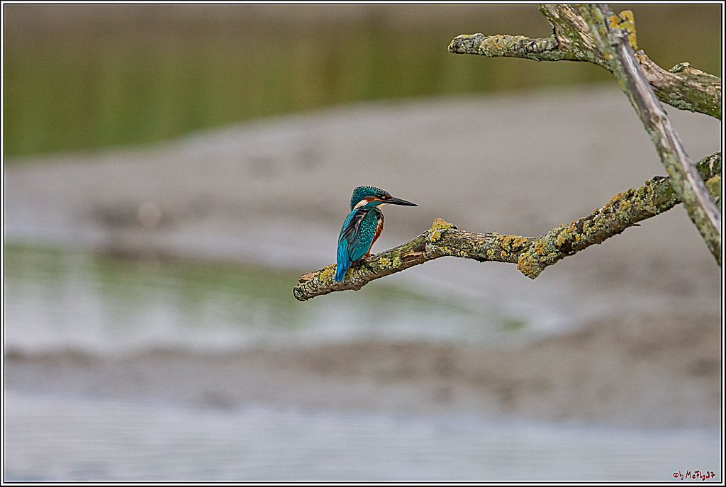 Eisvogel, Portrait, Wildlife
