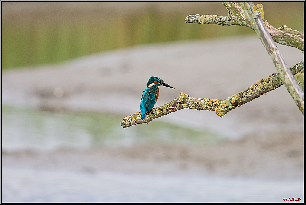 Eisvogel, Portrait, Wildlife