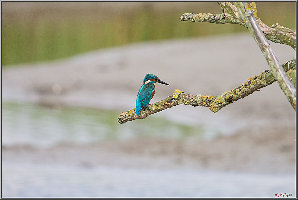 Eisvogel, Portrait, Wildlife