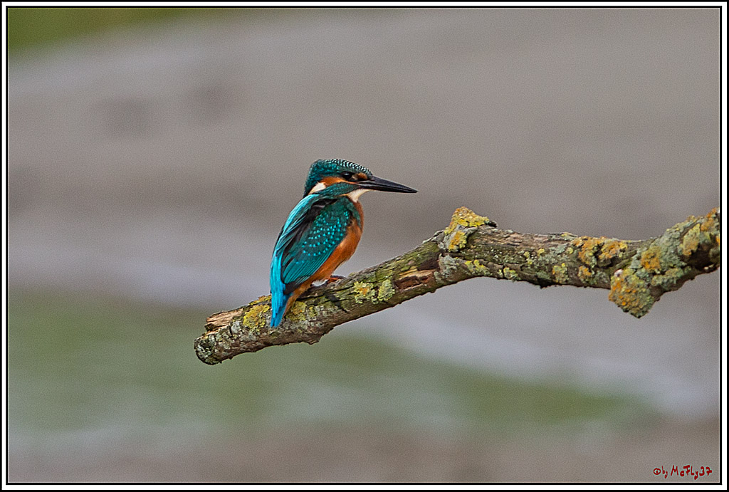 Eisvogel, Portrait, Wildlife
