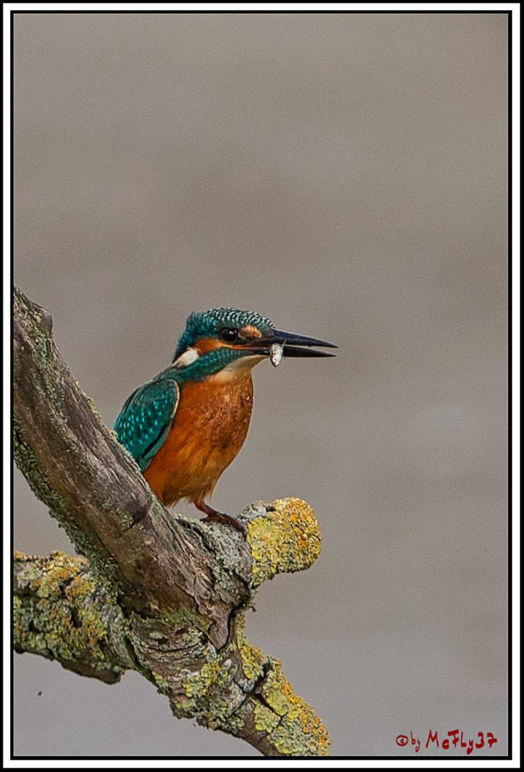 Eisvogel, Portrait, Wildlife