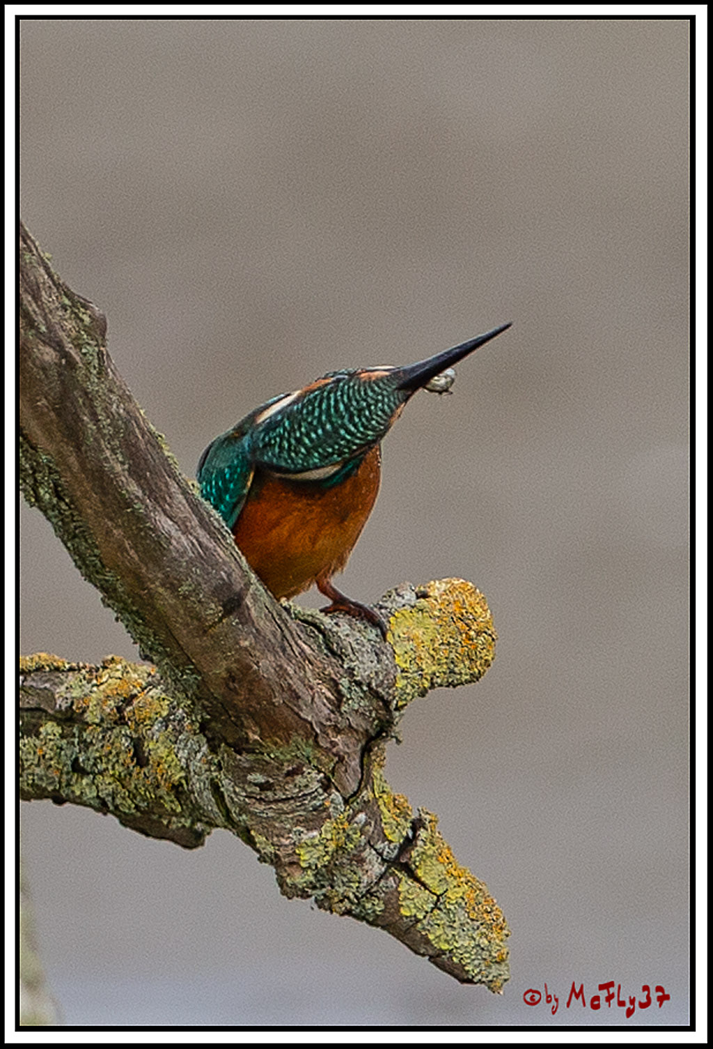 Eisvogel, Portrait, Wildlife