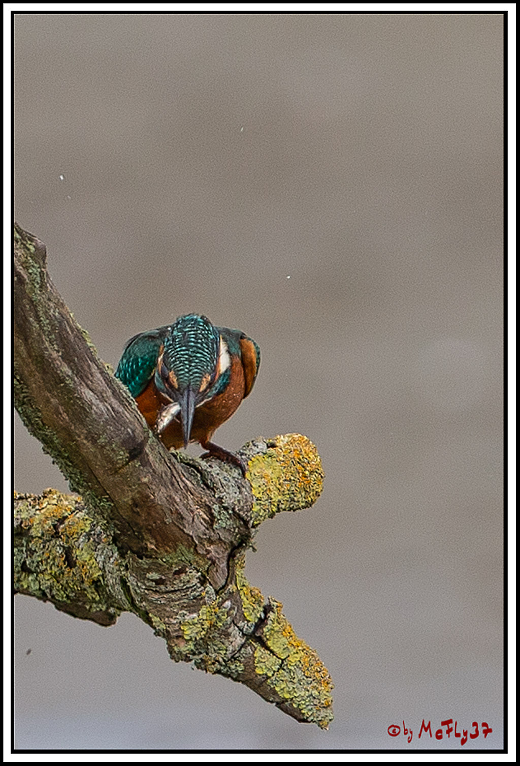 Eisvogel, Portrait, Wildlife