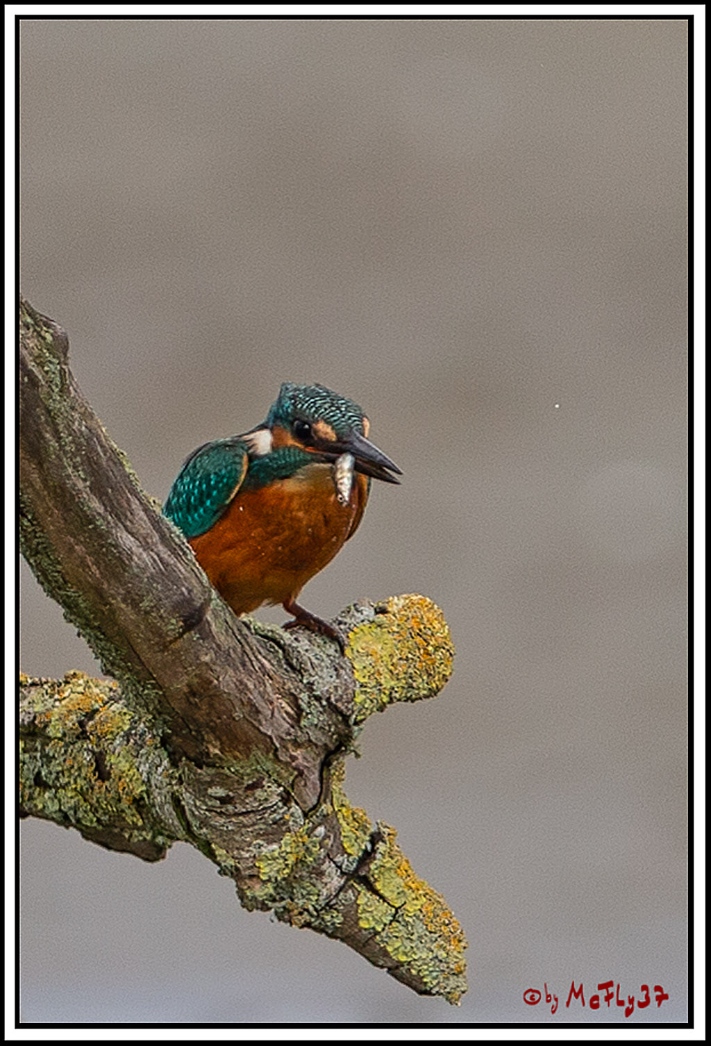 Eisvogel, Portrait, Wildlife