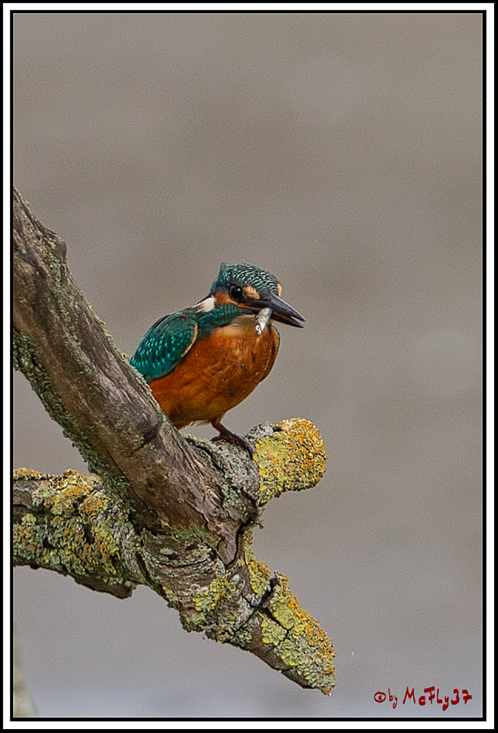 Eisvogel, Portrait, Wildlife