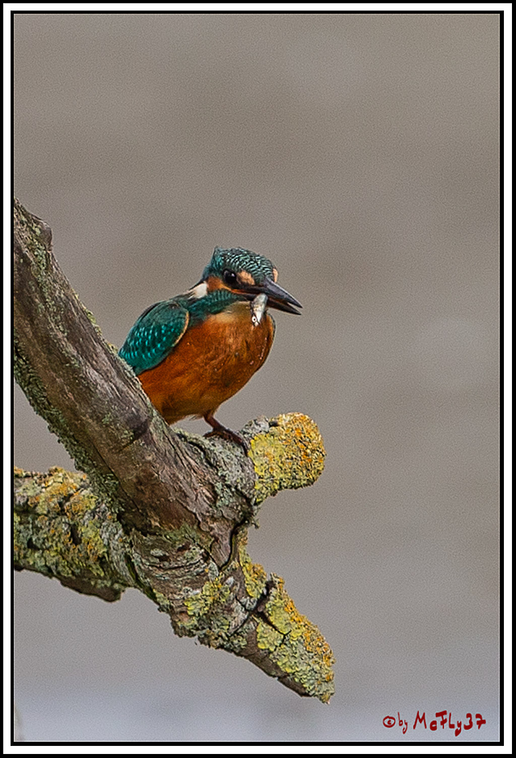 Eisvogel, Portrait, Wildlife