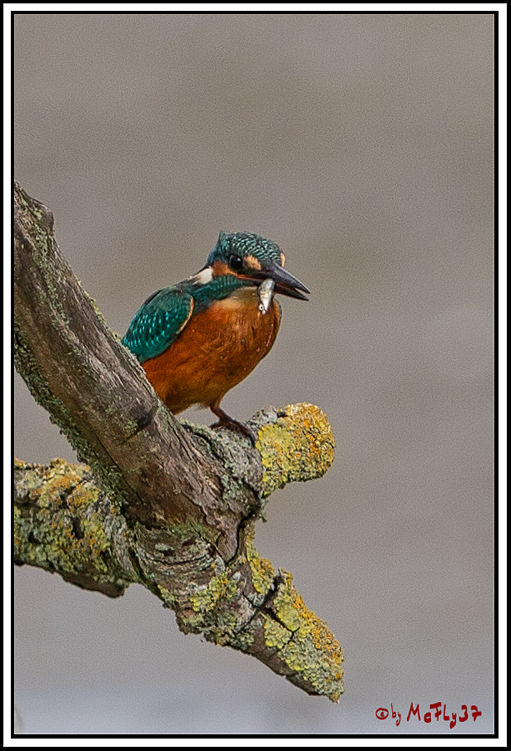 Eisvogel, Portrait, Wildlife