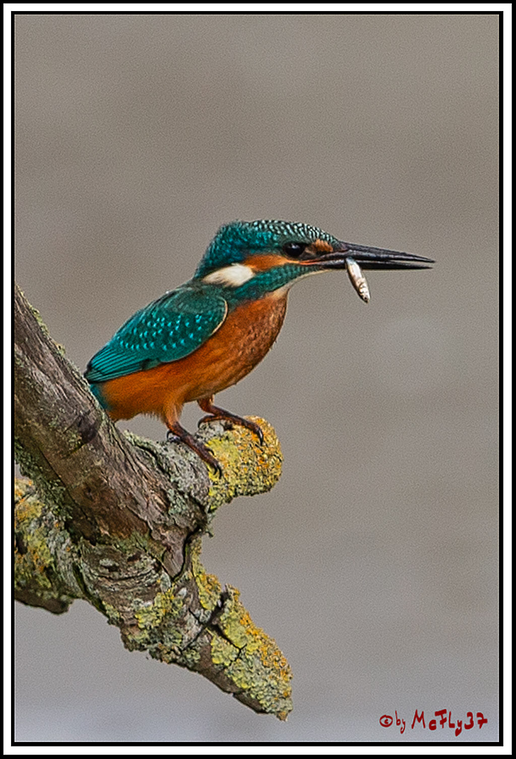 Eisvogel, Portrait, Wildlife
