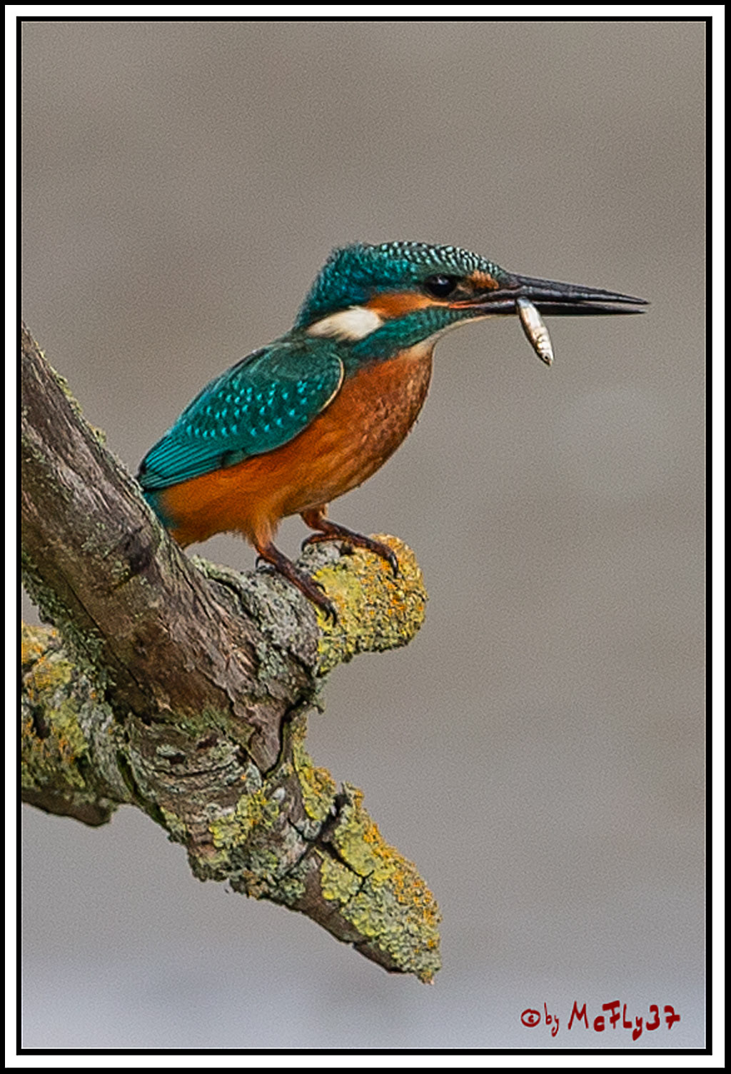 Eisvogel, Portrait, Wildlife