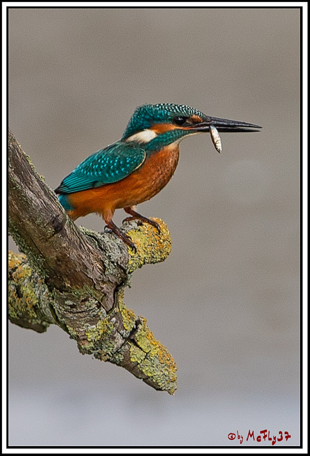 Eisvogel, Portrait, Wildlife