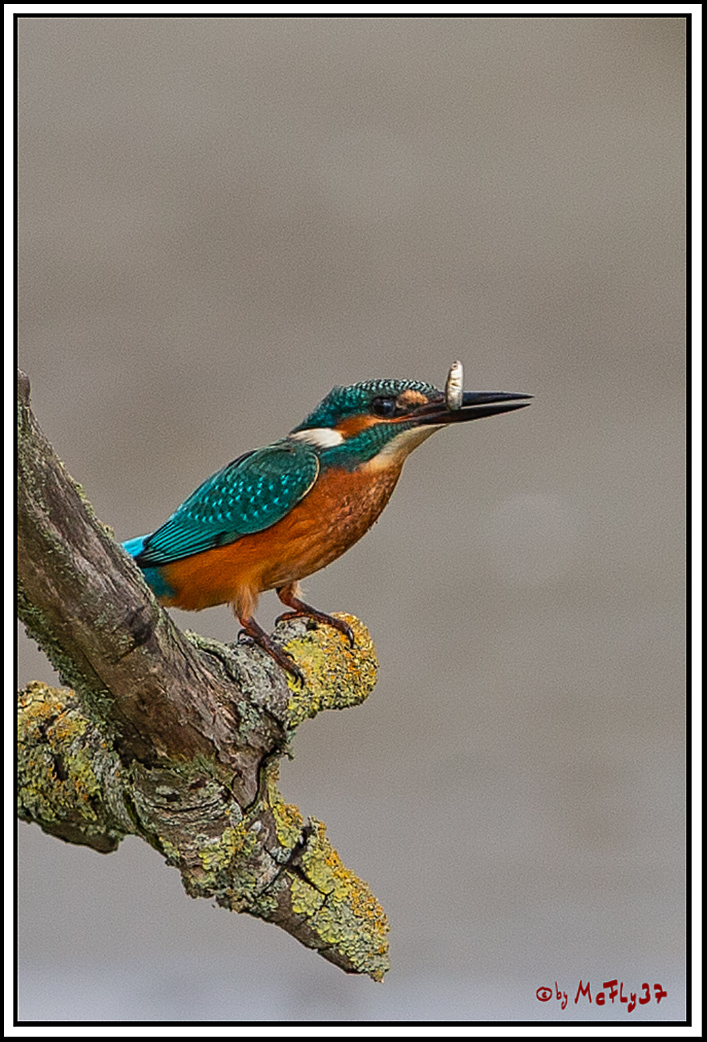 Eisvogel, Portrait, Wildlife