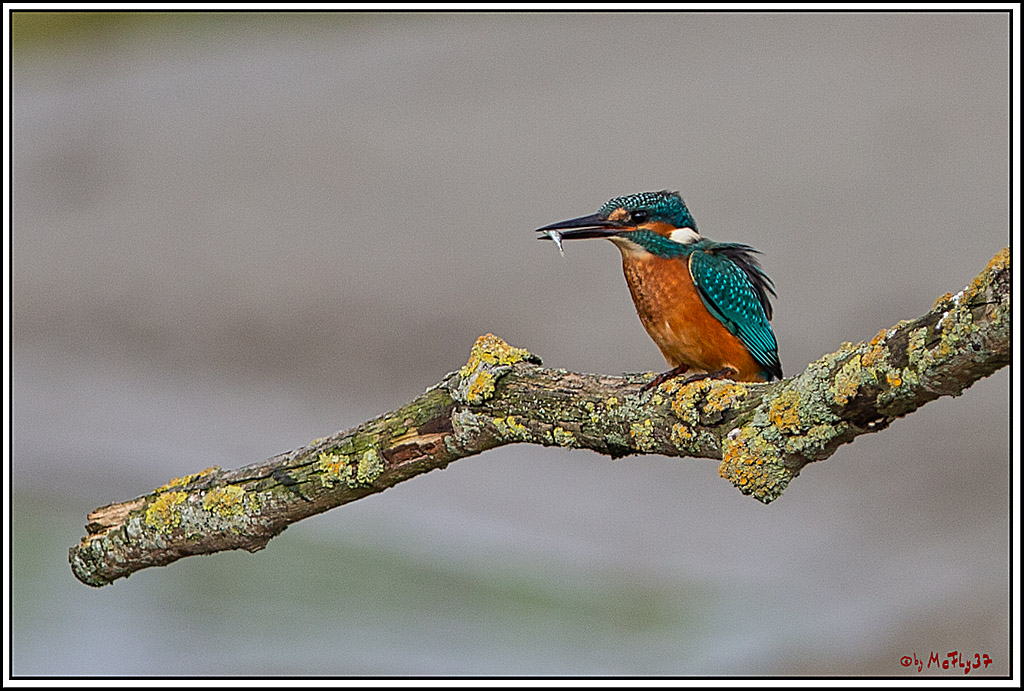 Eisvogel, Portrait, Wildlife