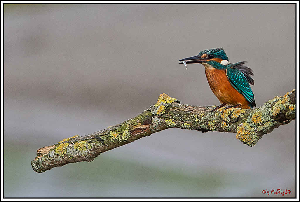 Eisvogel, Portrait, Wildlife