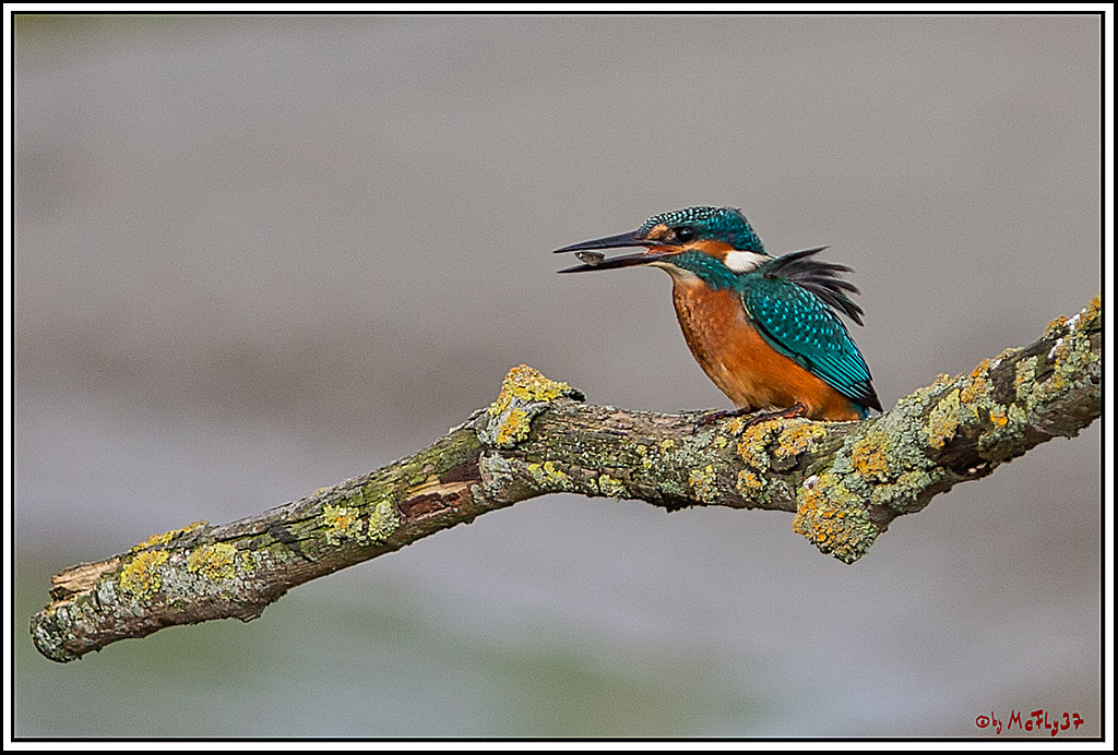 Eisvogel, Portrait, Wildlife