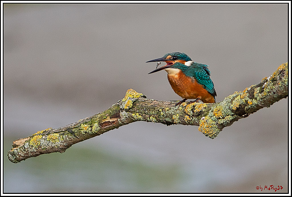 Eisvogel, Portrait, Wildlife