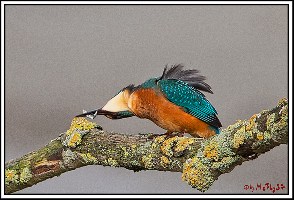 Eisvogel, Portrait, Wildlife