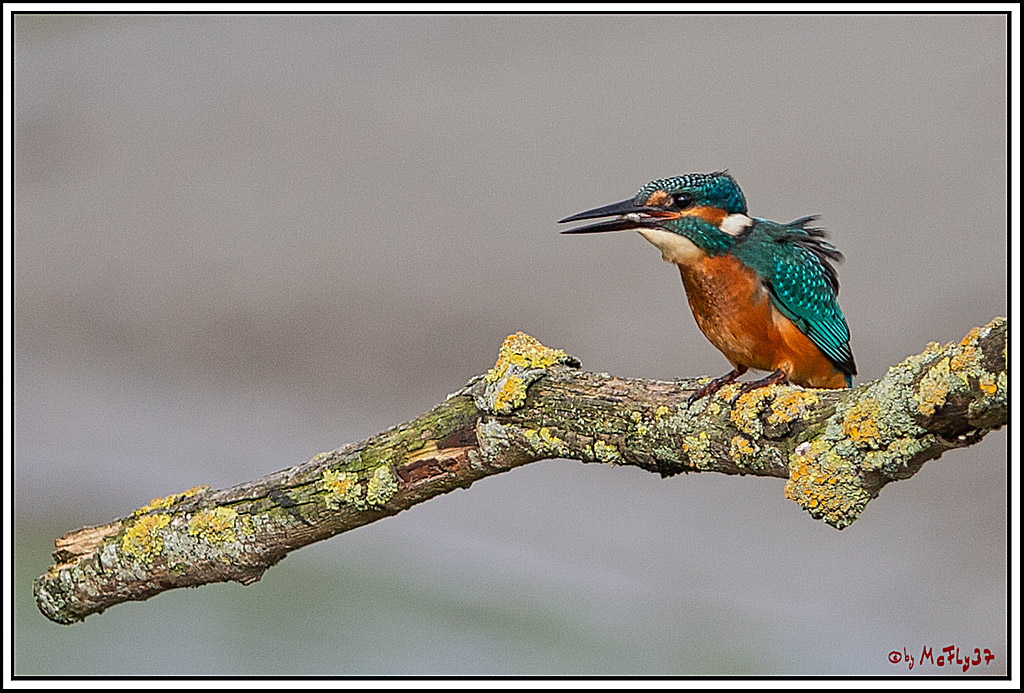 Eisvogel, Portrait, Wildlife