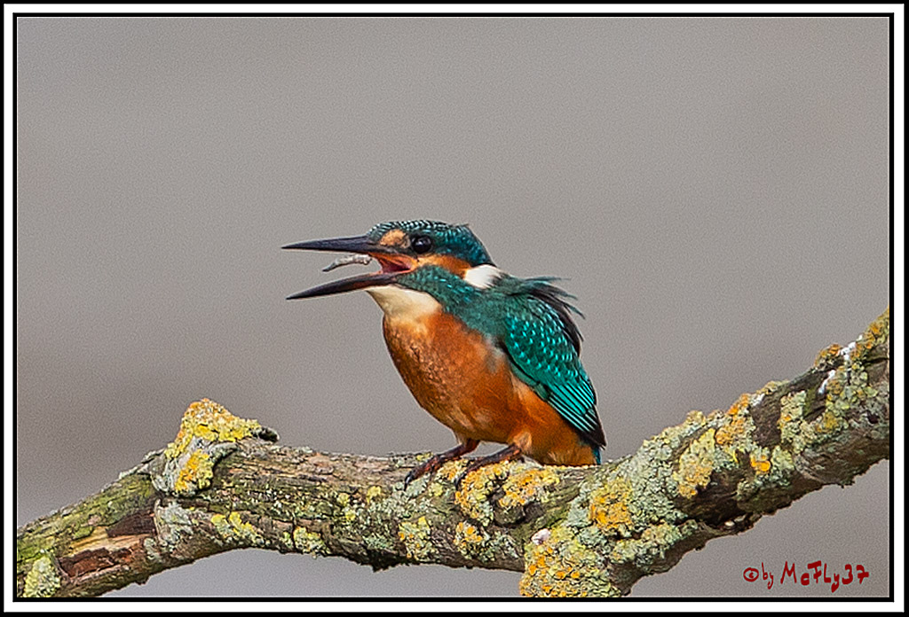 Eisvogel, Portrait, Wildlife