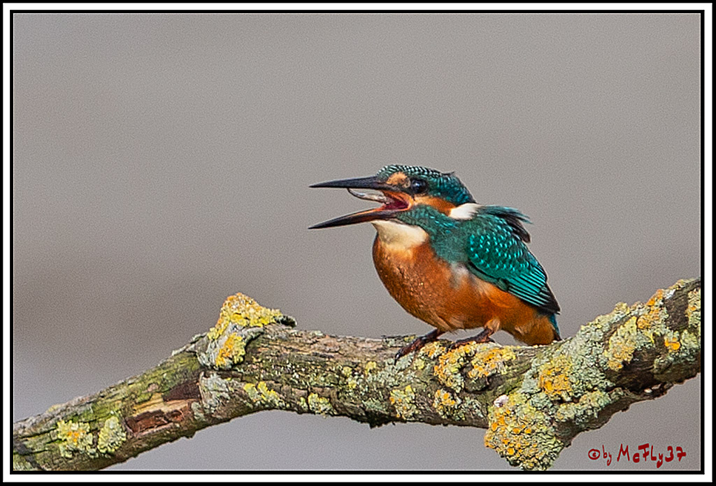 Eisvogel, Portrait, Wildlife