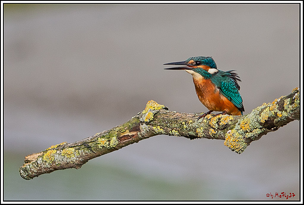 Eisvogel, Portrait, Wildlife